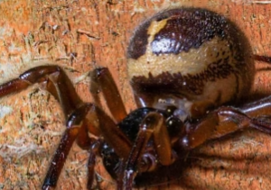 Experts Advise Simple Precautions as False Widow Spider Activity Increases Across the United Kingdom