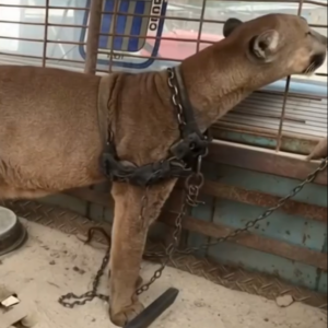 After 20 Years on a Chain, Circus Lion Finally Takes Steps Toward Freedom