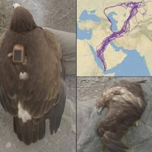 The Remarkable Journey of a Migrating Eagle: Lessons in Nature, Resilience, and Awareness