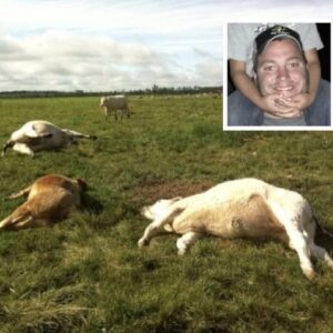 Tragic Farm Accident in Wisconsin Highlights Dangers of Manure Gas