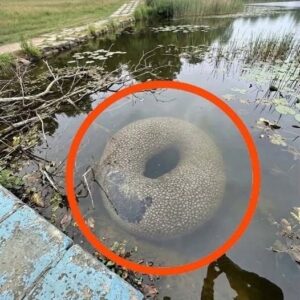 Found in an artificial lake
