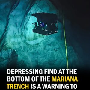 The Abyss Strikes Back: Why Humanity’s Filth Is Killing the Deepest Place on Earth