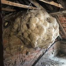 Homeowner Thought He Had Found a Dangerous Nest in His Attic — But the Discovery Inside Left Everyone Emotional