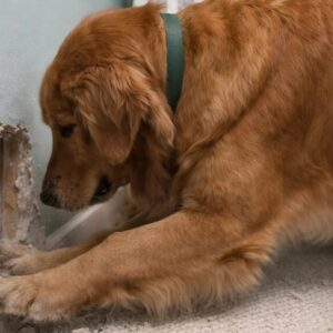 My dog started furiously scratching the wall behind my eight-month-old daughter’s crib: at first we thought she had simply gone crazy, but when we looked inside the wall, we found something truly horrifying