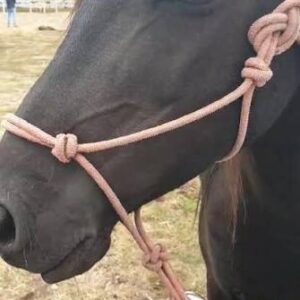 Her Horse Wouldn’t Stop Staring at Her Stomach — Days Later, She Learned Why