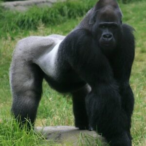 At the zoo, a gorilla suddenly attacked a man in a wheelchair, grabbed the handles of his chair, and refused to let go: the zookeepers tried to save the man, but then something completely unexpected happened