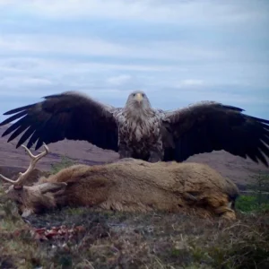 Giant Eagle captured in Bro!