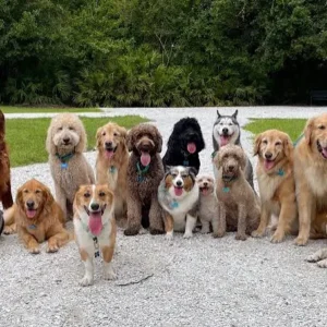 Bad News For Dog Lover’s From 17 Julyyou not b